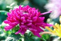 A variety of Chrysanthemum ExhibitionÃ¯Â¼Åchina